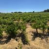 Magnífica Finca segregada en la zona de El Marquesado, Chiclana